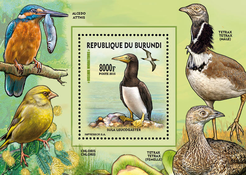Fauna & Flora : Birds 2015 (VII) Oiseaux divers