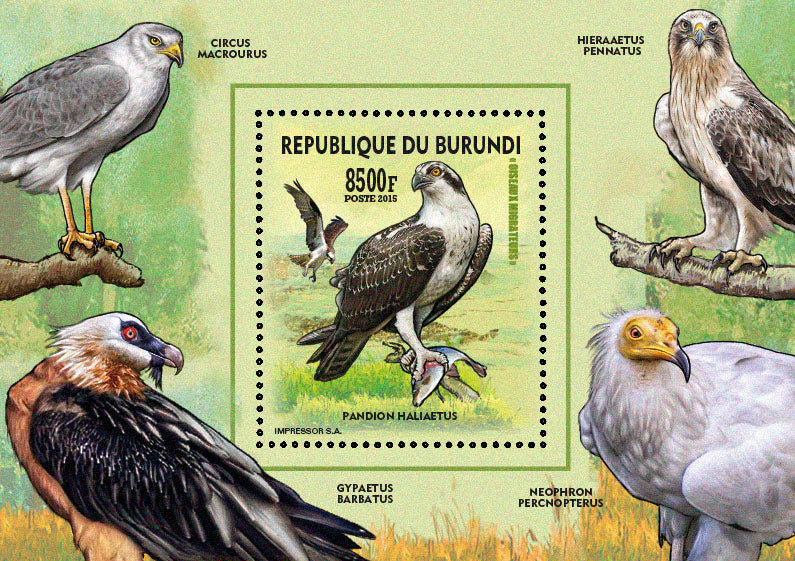 Fauna & Flora : Birds 2015 (VIII) Les Rapaces