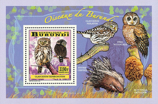 Fauna & Flora : Birds Owls