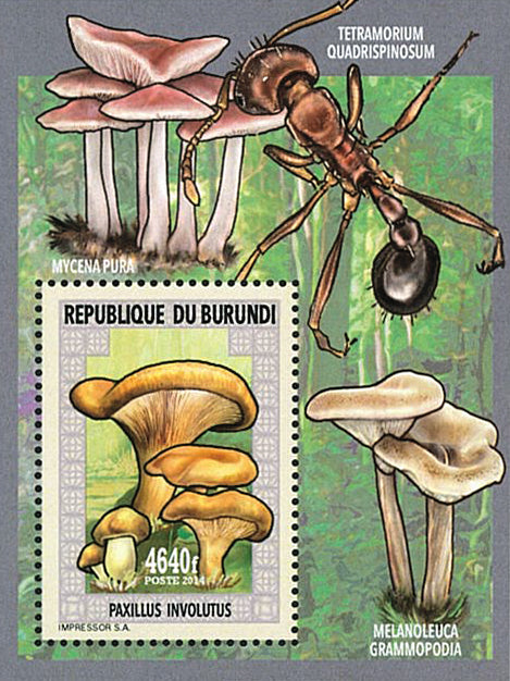 Fauna & Flora : Mushrooms & Insects (IV)