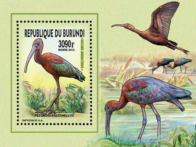 Fauna & Flora : Birds 2015 (IV) Echassiers