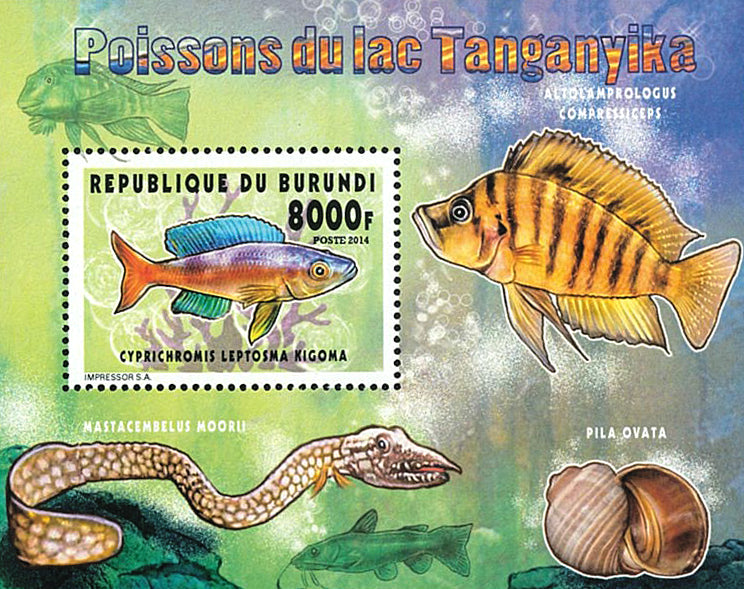 Fauna & Flora : Fish of Lake Tanganyka (II)