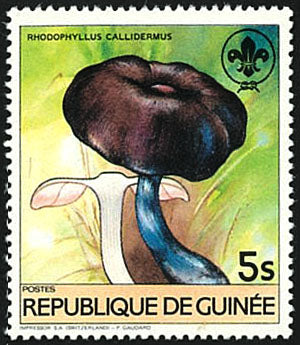 Fauna & Flora : Mushrooms & Scouting