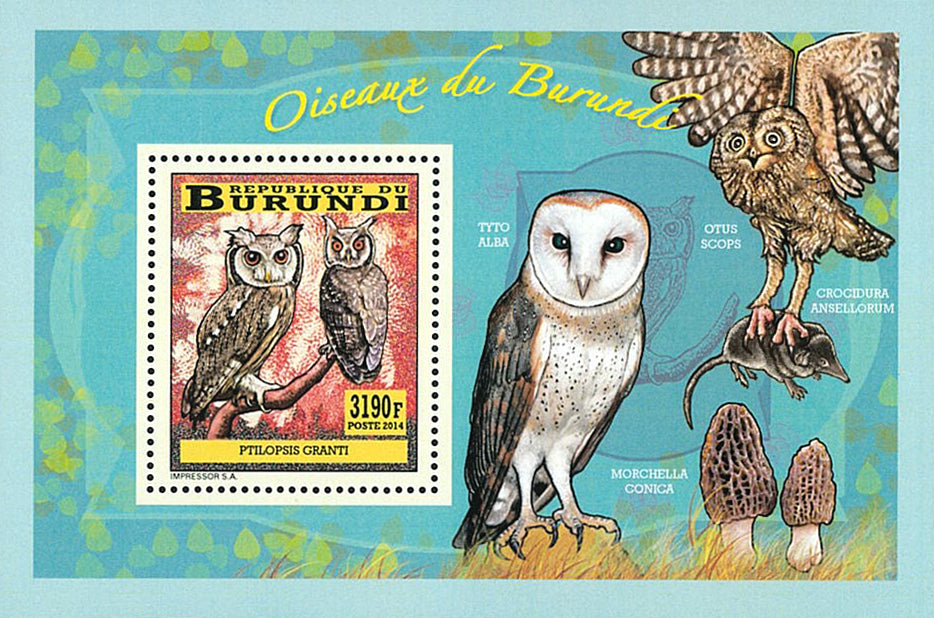 Fauna & Flora : Birds Owls