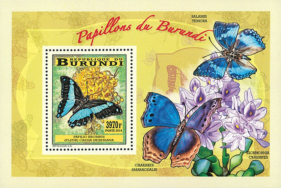 Fauna & Flora : Butterflies