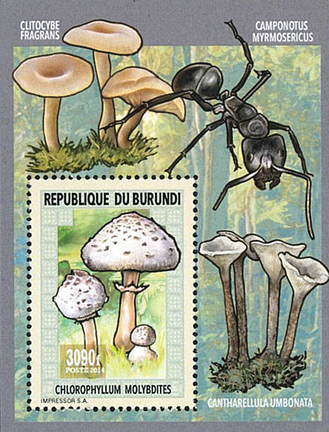 Fauna & Flora : Mushrooms & Insects (III)