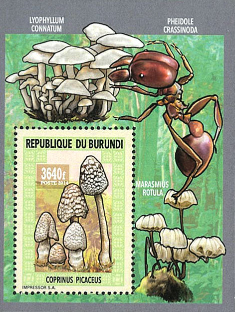 Fauna & Flora : Mushrooms ans Insects 2