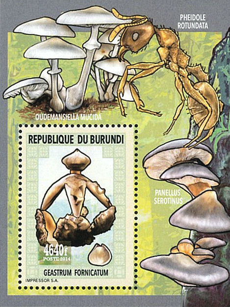 Fauna & Flora : Mushrooms & Insects (IV)