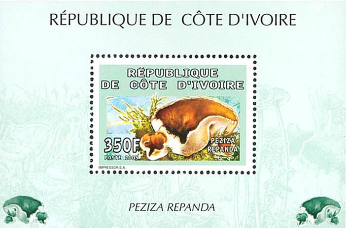 Mushrooms 2005