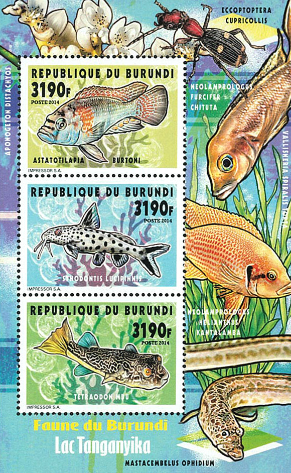 Fauna & Flora : Fish of Lake Tanganyka (II)