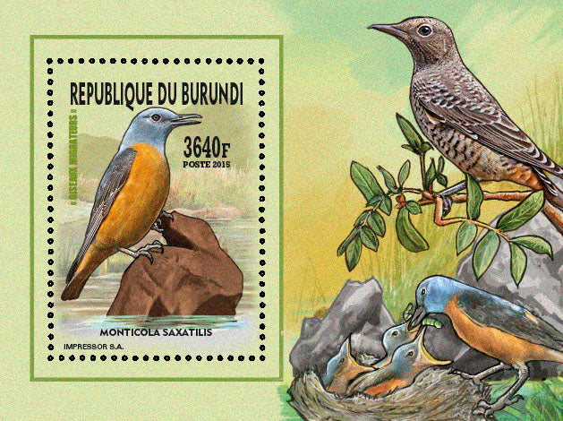 Fauna & Flora : Birds 2015 (VII) Oiseaux divers