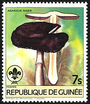 Fauna & Flora : Mushrooms & Scouting
