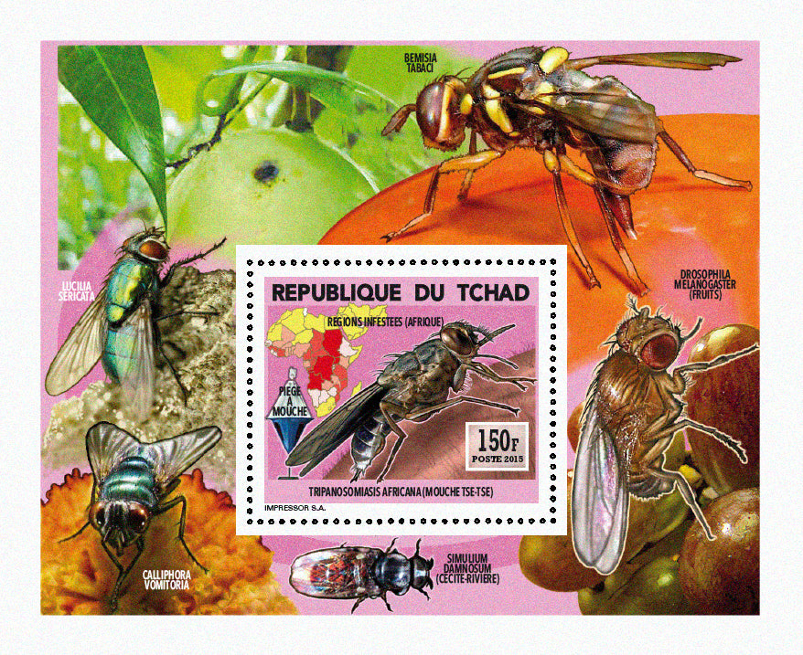 Insects and Birds / Flies