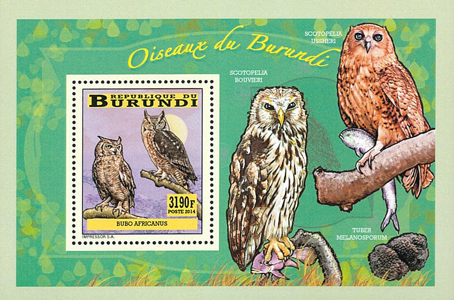 Fauna & Flora : Birds Owls