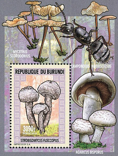 Fauna & Flora : Mushrooms & Insects (III)