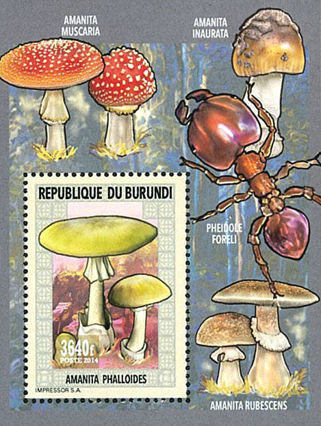 Fauna & Flora : Mushrooms ans Insects 2