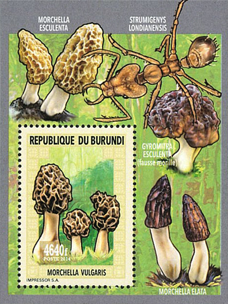 Fauna & Flora : Mushrooms & Insects (IV)