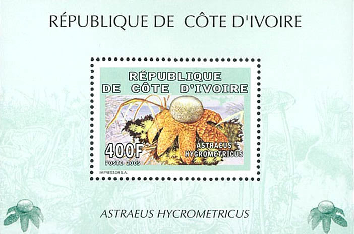 Mushrooms 2005