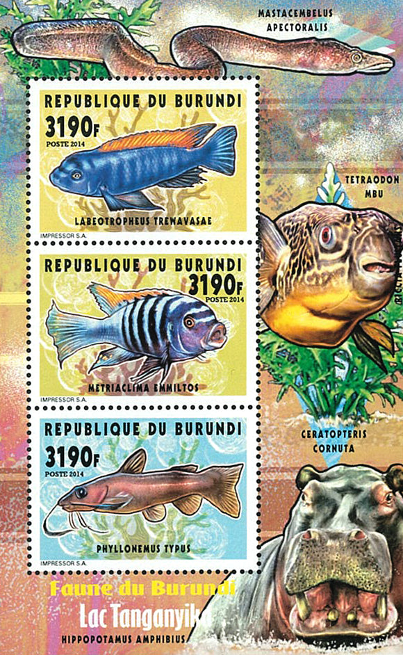 Fauna & Flora : Fish of Lake Tanganyka (II)