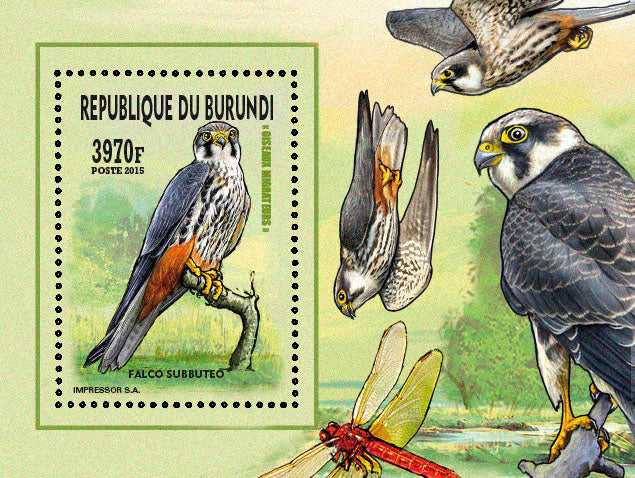 Fauna & Flora : Birds 2015 (VIII) Les Rapaces