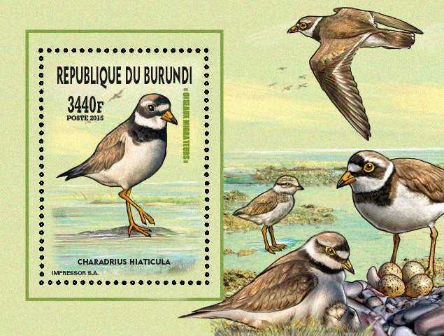 Fauna & Flora : Birds 2015 (VI) Mouettes & Goélands