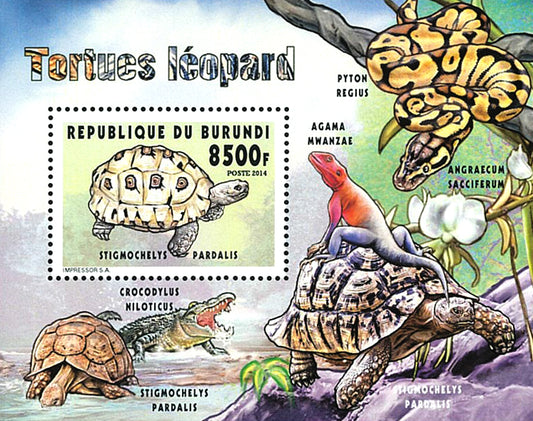 Fauna & Flora : Turtles