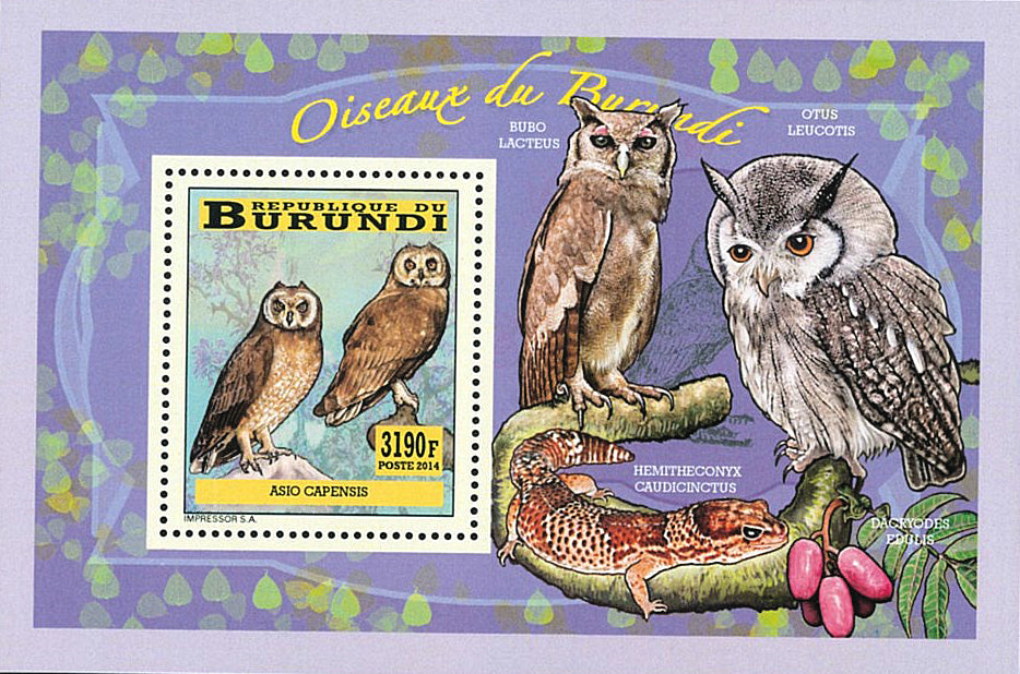 Fauna & Flora : Birds Owls
