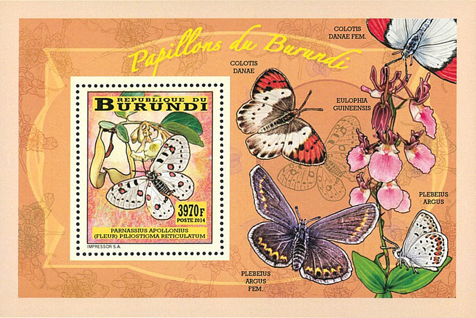 Fauna & Flora : Butterflies