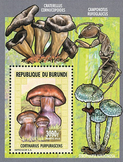 Fauna & Flora : Mushrooms & Insects (III)