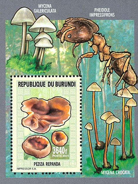 Fauna & Flora : Mushrooms ans Insects 2
