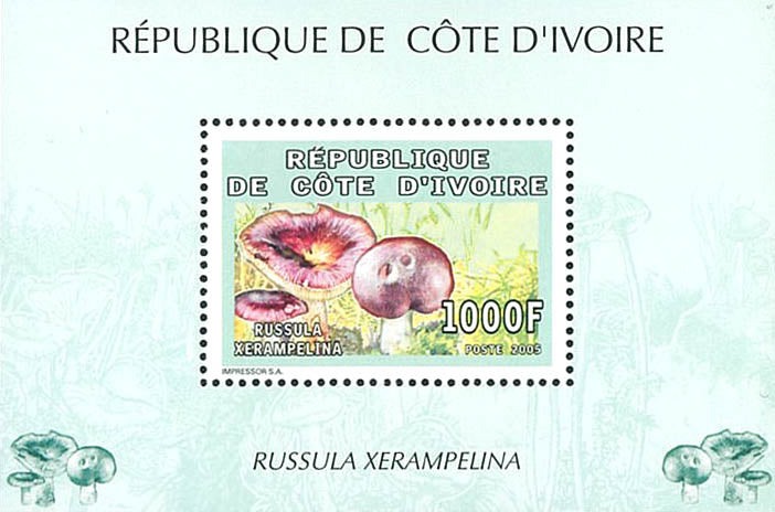 Mushrooms 2005