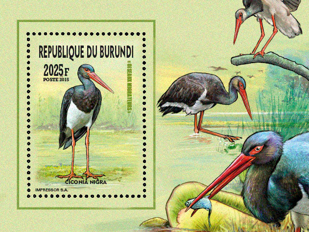 Fauna & Flora : Birds 2015 (III) Echassiers & Cormorans