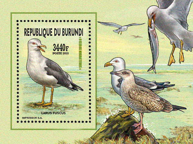 Fauna & Flora : Birds 2015 (VI) Mouettes & Goélands