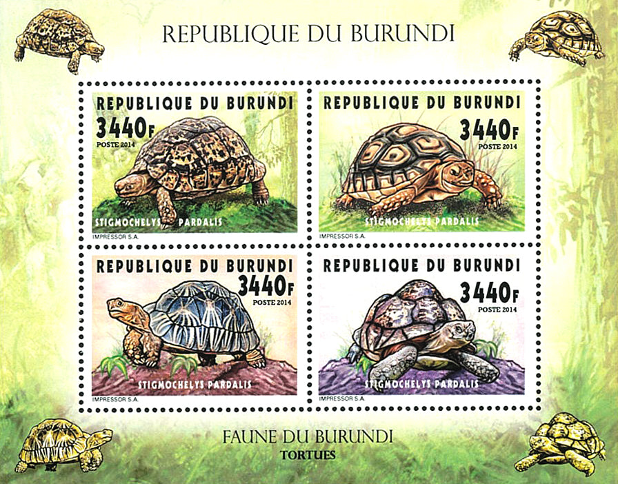 Fauna & Flora : Turtles