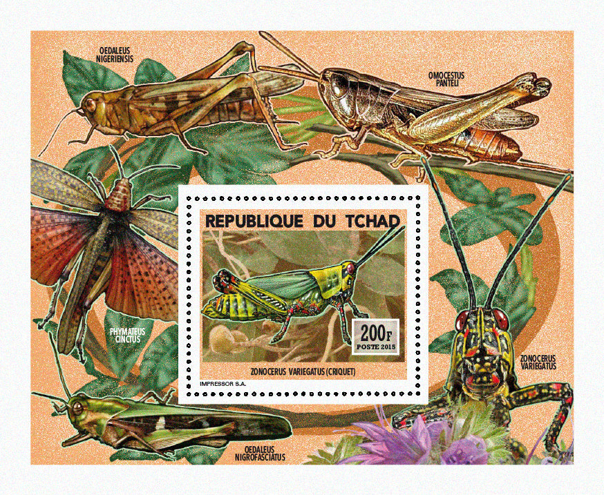 Insects and Birds / Locusts