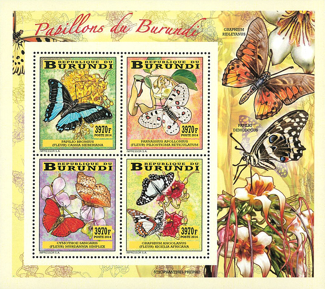 Fauna & Flora : Butterflies