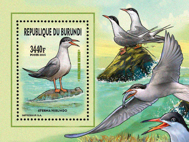 Fauna & Flora : Birds 2015 (VI) Mouettes & Goélands