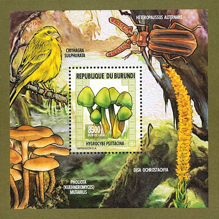 Fauna & Flora : Mushrooms & Insects (III)