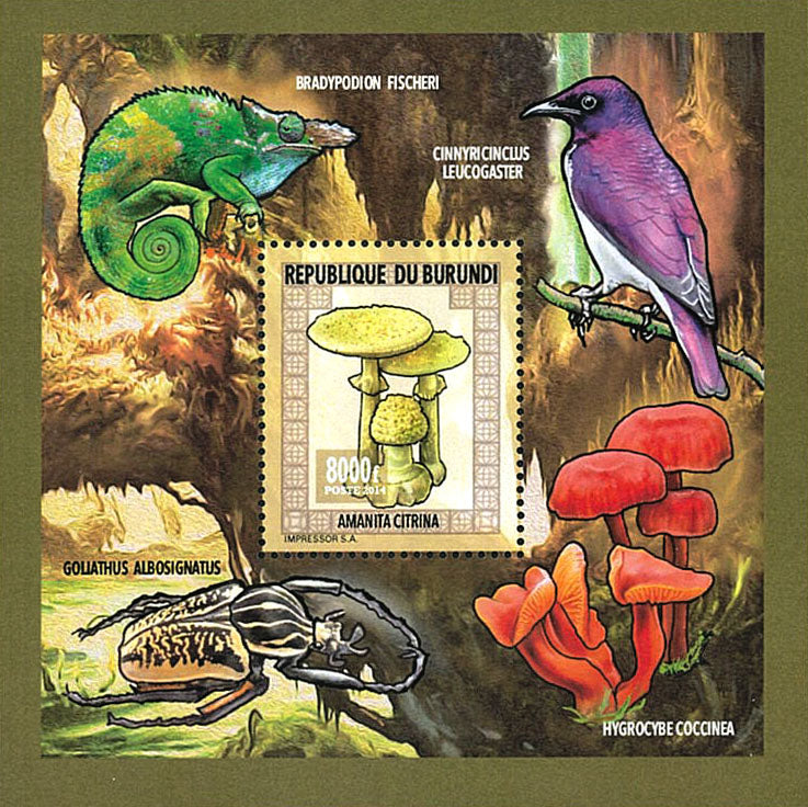 Fauna & Flora : Mushrooms ans Insects 2