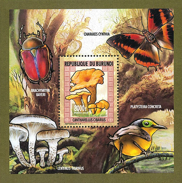Fauna & Flora : Mushrooms & Insects (IV)