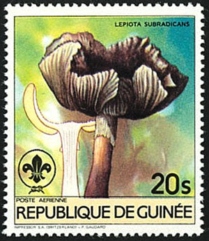Fauna & Flora : Mushrooms & Scouting
