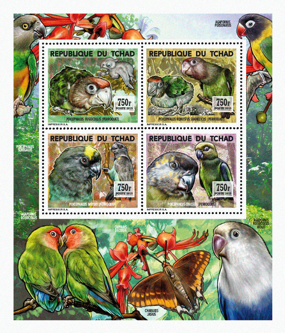 Insects and Birds / Parrots and Parakeets