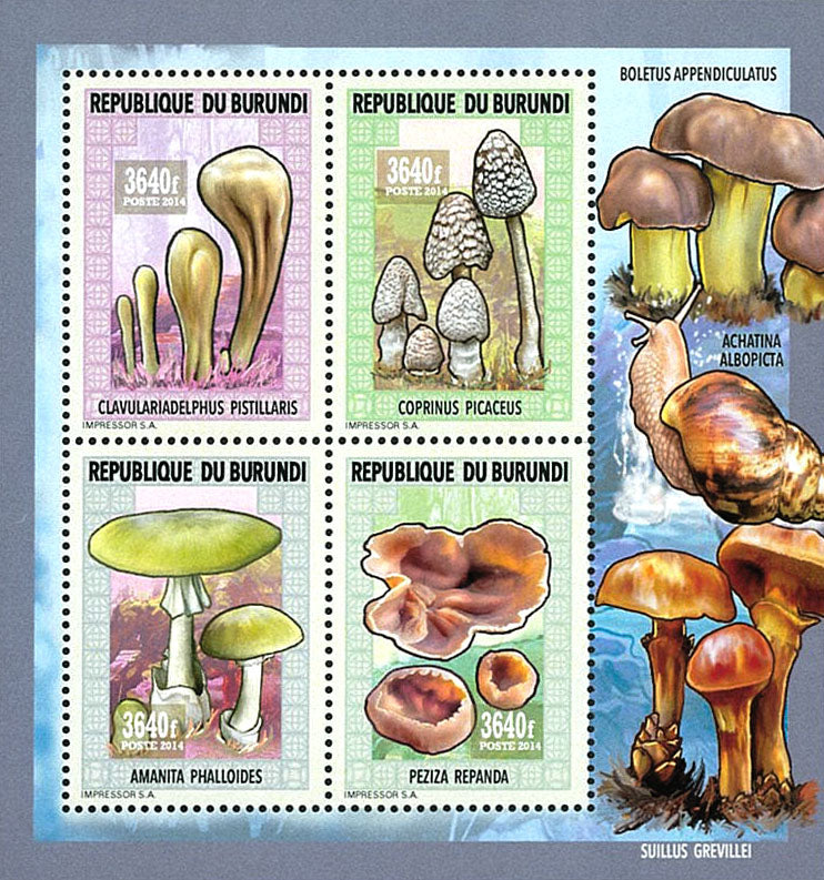 Fauna & Flora : Mushrooms ans Insects 2