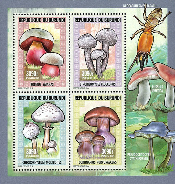 Fauna & Flora : Mushrooms & Insects (III)