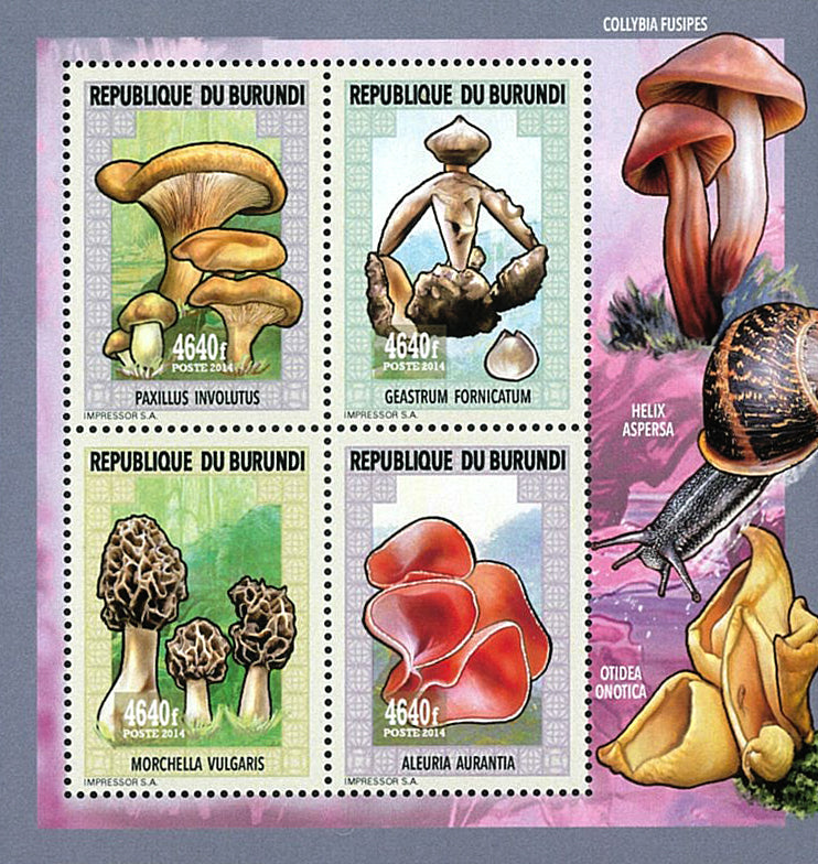 Fauna & Flora : Mushrooms & Insects (IV)