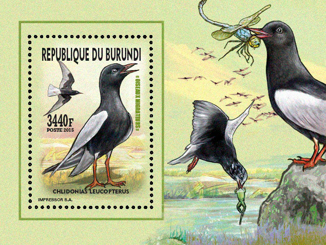 Fauna & Flora : Birds 2015 (VI) Mouettes & Goélands