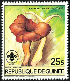 Fauna & Flora : Mushrooms & Scouting