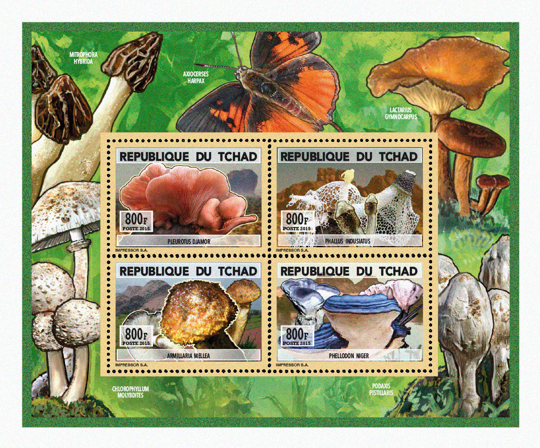 Natural History / Mushrooms
