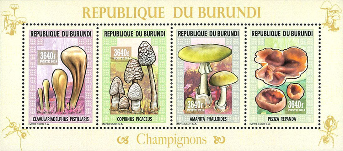 Fauna & Flora : Mushrooms ans Insects 2
