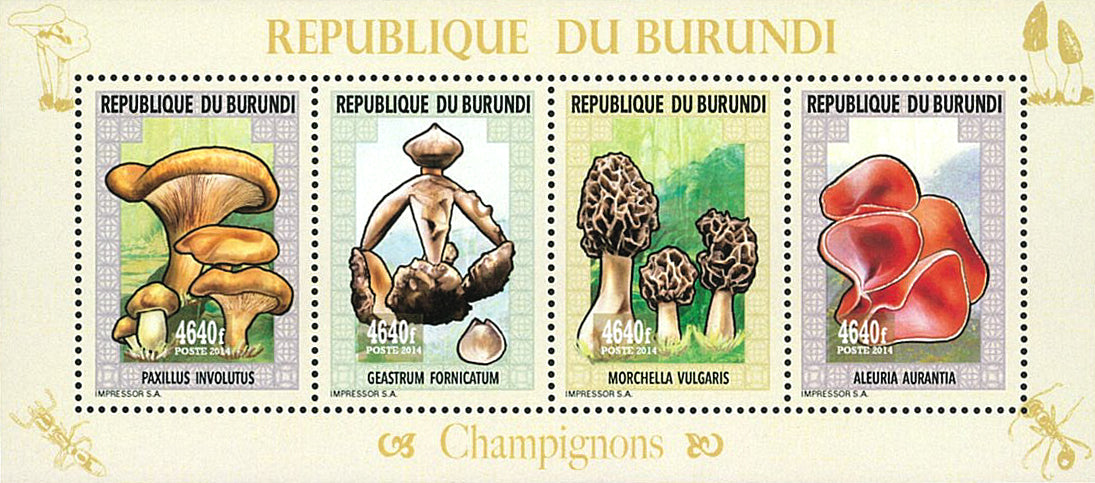 Fauna & Flora : Mushrooms & Insects (IV)